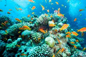 Avances en la biología marina para comprender los ecosistemas oceánicos
